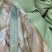 冰鲜冻板白条翘嘴刁子蓝刀仓条