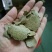油菜籽，菜籽饼