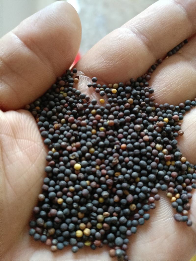 油菜籽，菜籽饼