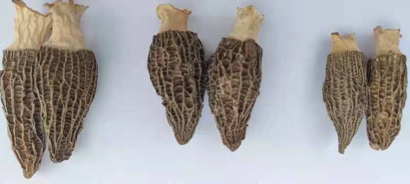 【羊肚菌】2020新货上架，羊肚菌肉厚干度质量杠杠滴