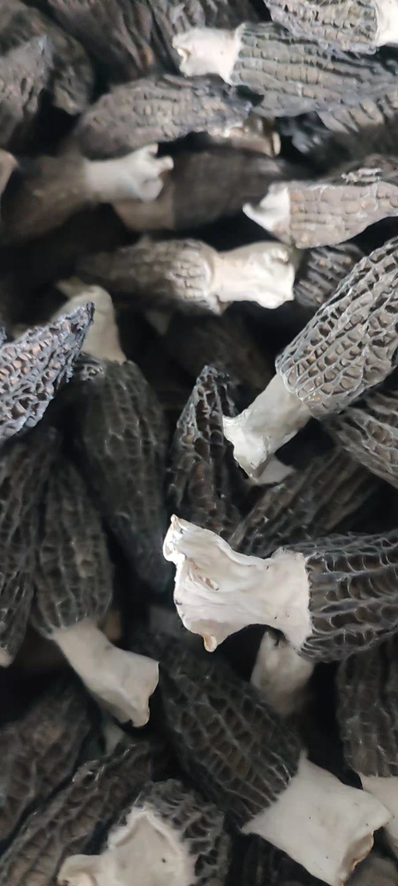 【羊肚菌】2020新货上架，羊肚菌肉厚干度质量杠杠滴