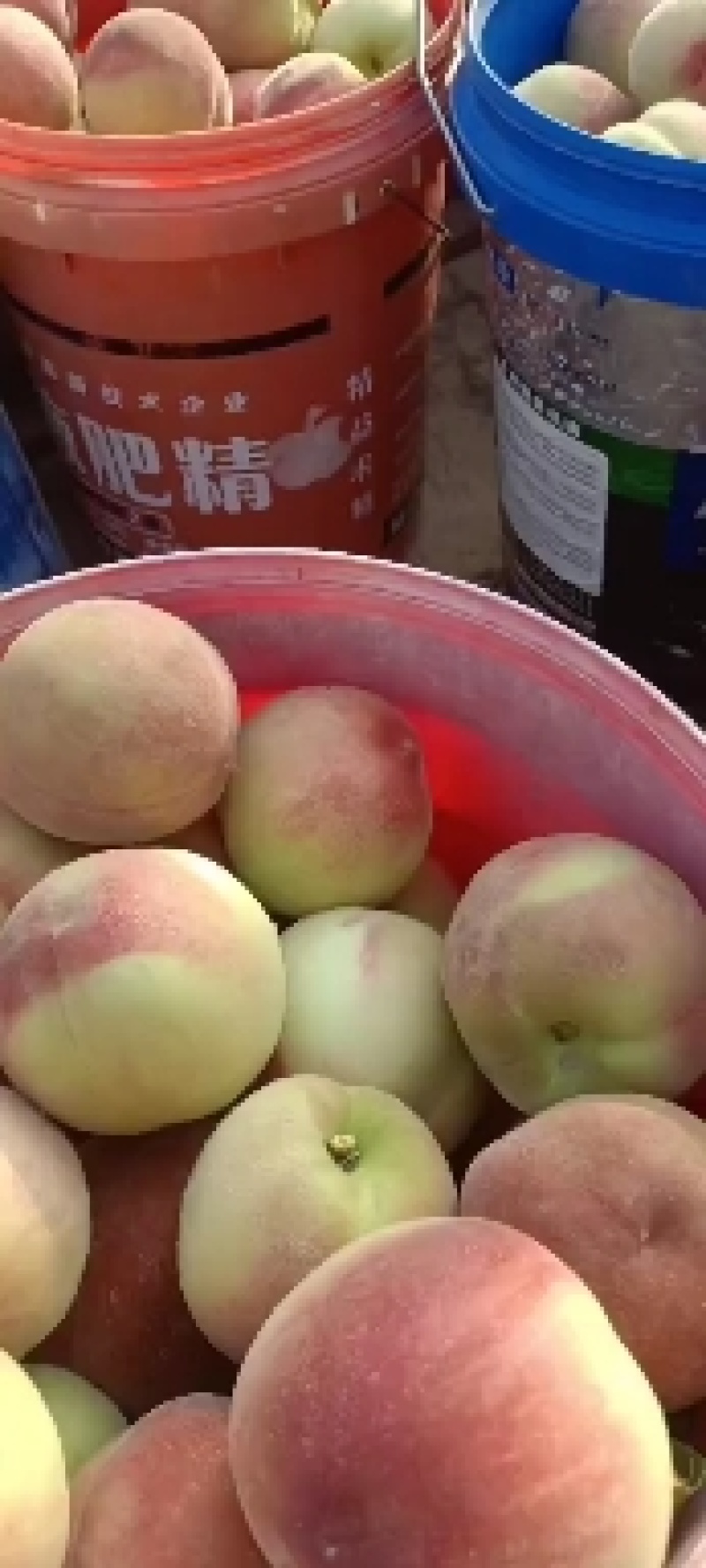 千亩桃园基地，突围桃。套袋的，不套袋的大量上市中，盘桃3
