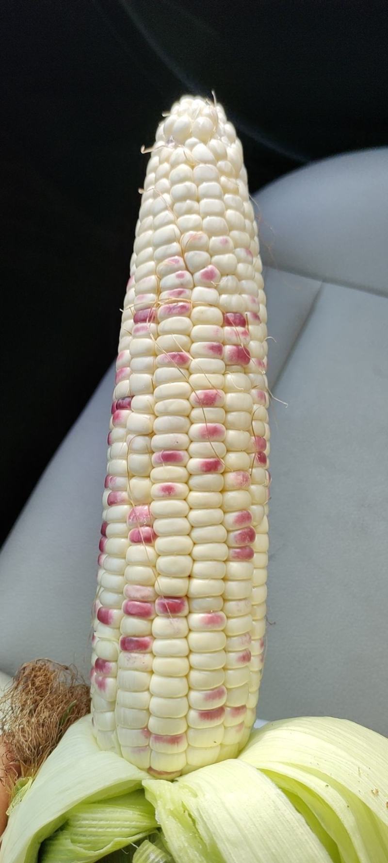 精品玉米
