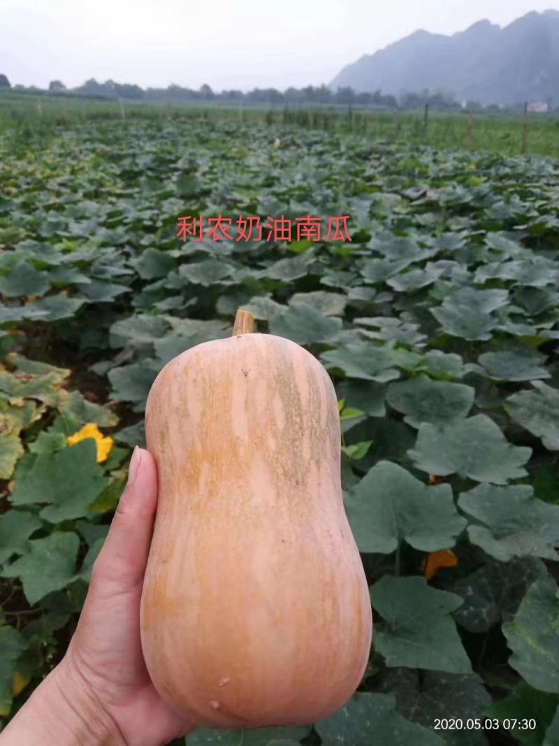 金香南瓜千亩基地直供外贸档口商超电商，欢迎采购