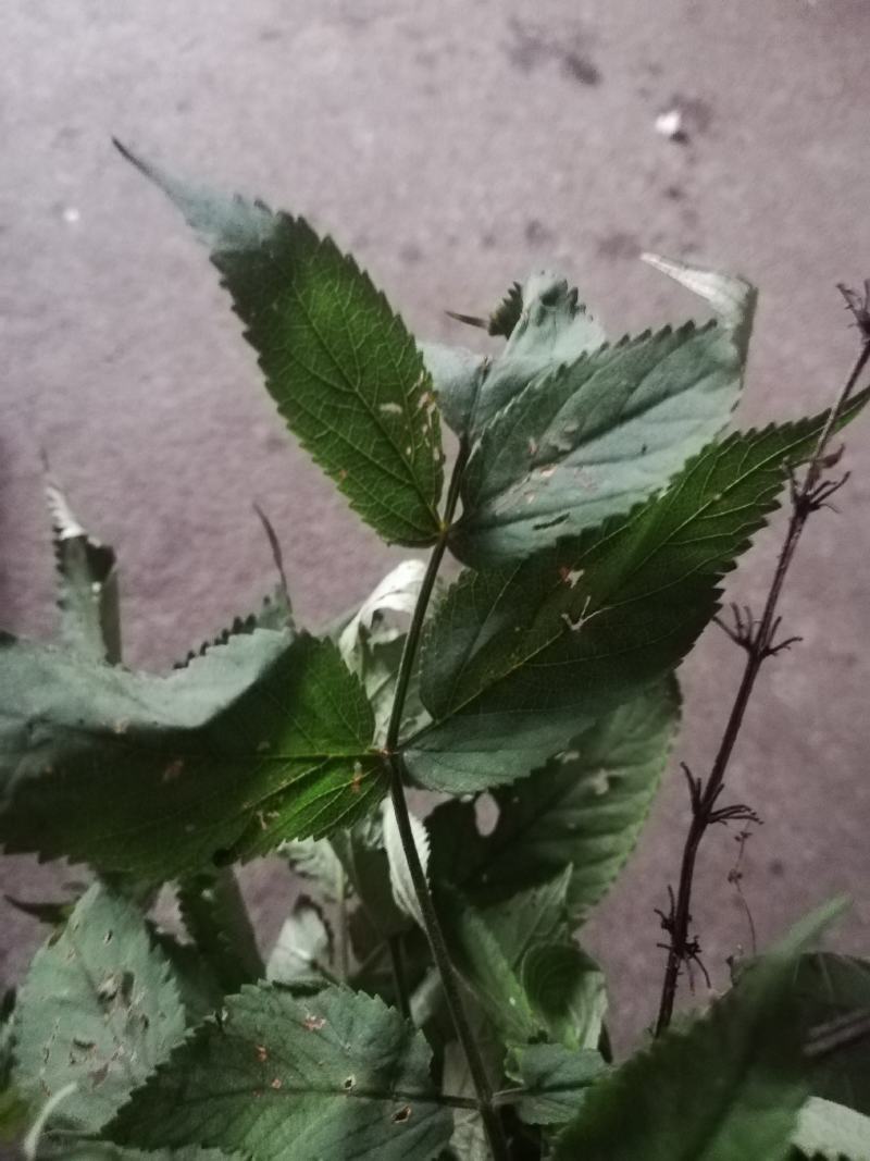 丹参，野生丹参草大量有货