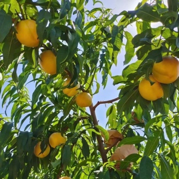 沂蒙山优质蜜桃