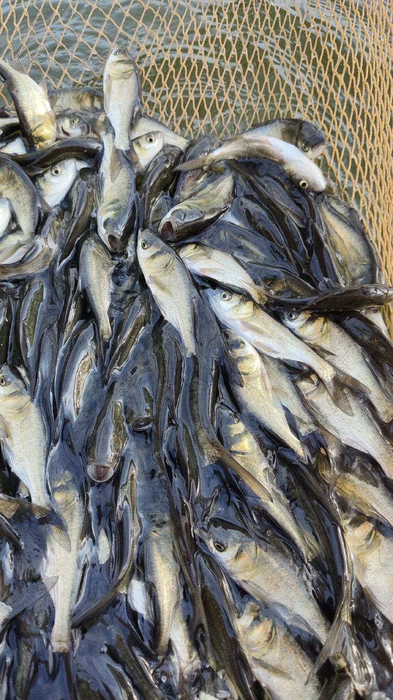 大头鱼苗花鲢苗直销减少中间商全国均可以发货