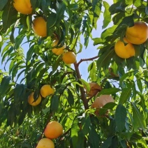 沂蒙山优质蜜桃
