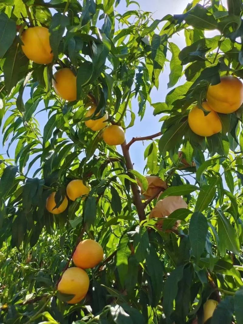 沂蒙山优质蜜桃