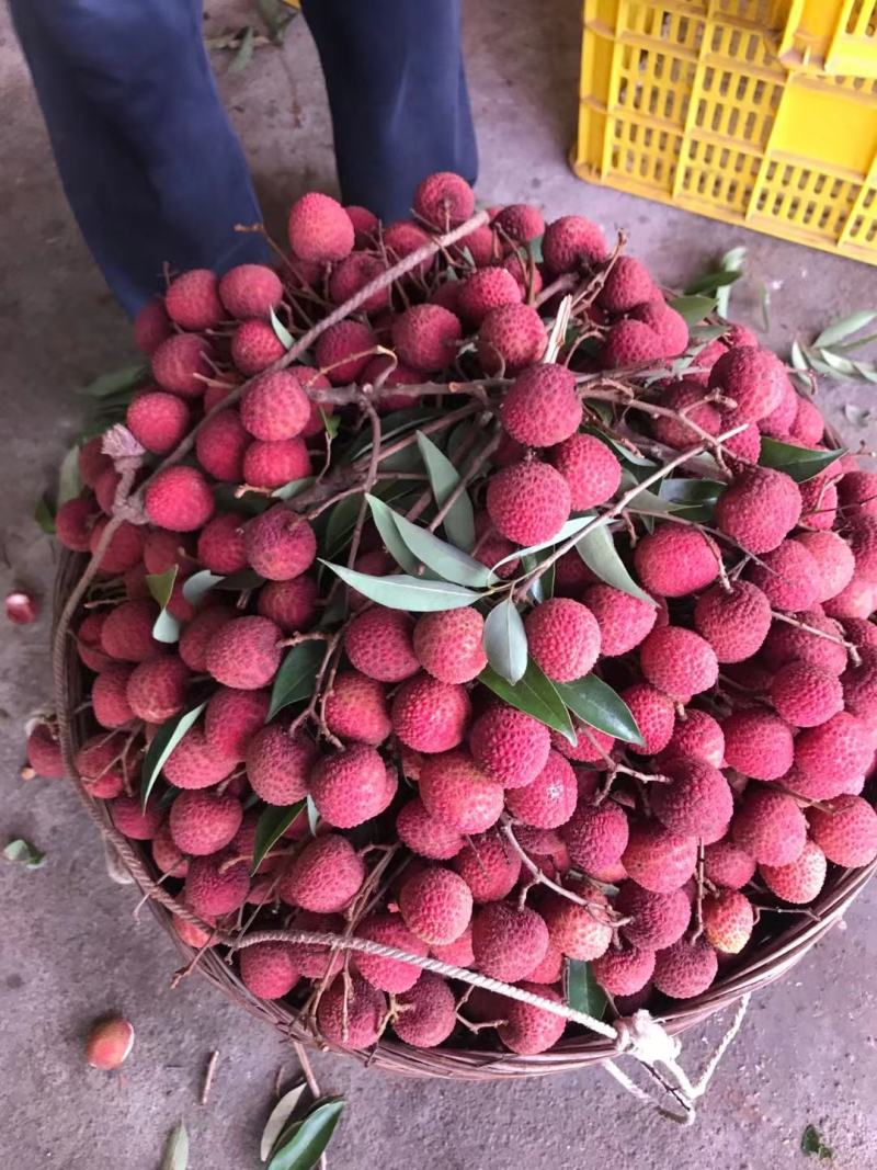 黑叶，水囊，桂味，糯米糍大量上市价钱便宜