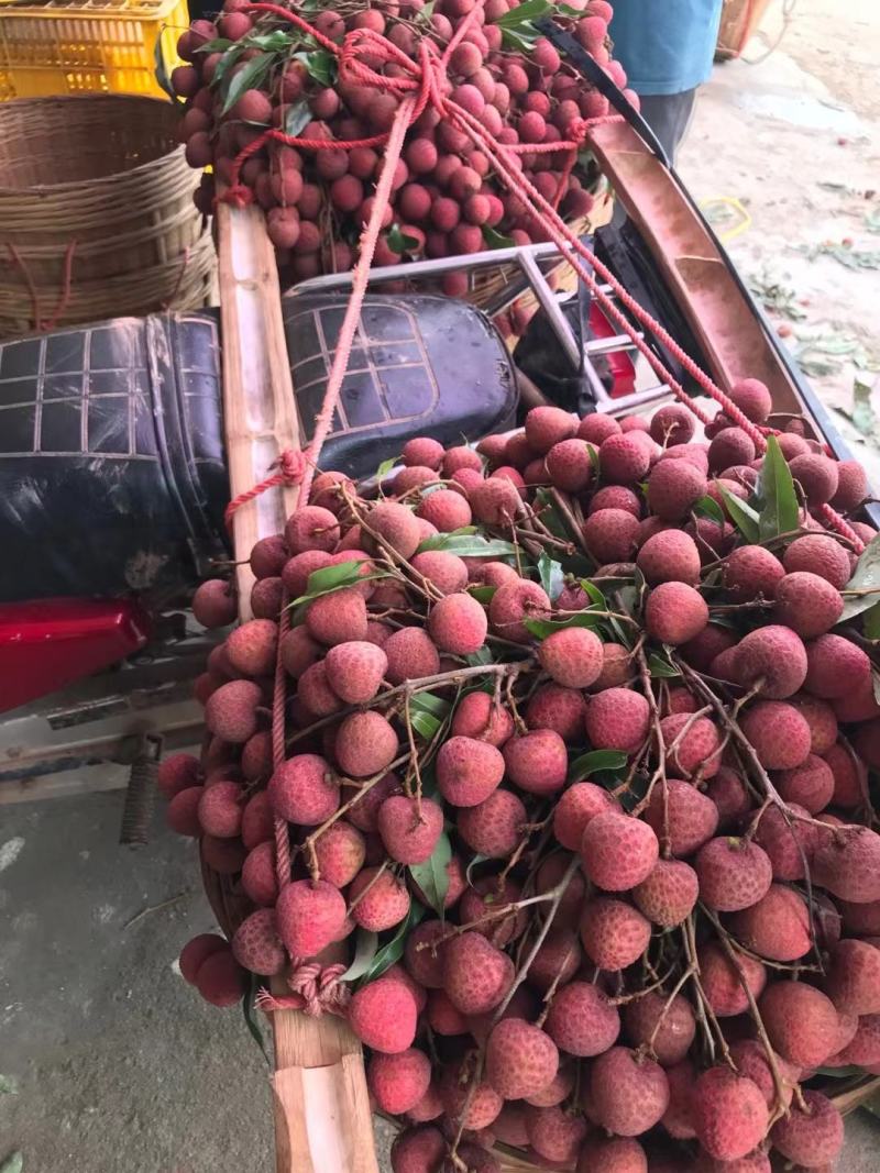 黑叶，水囊，桂味，糯米糍大量上市价钱便宜