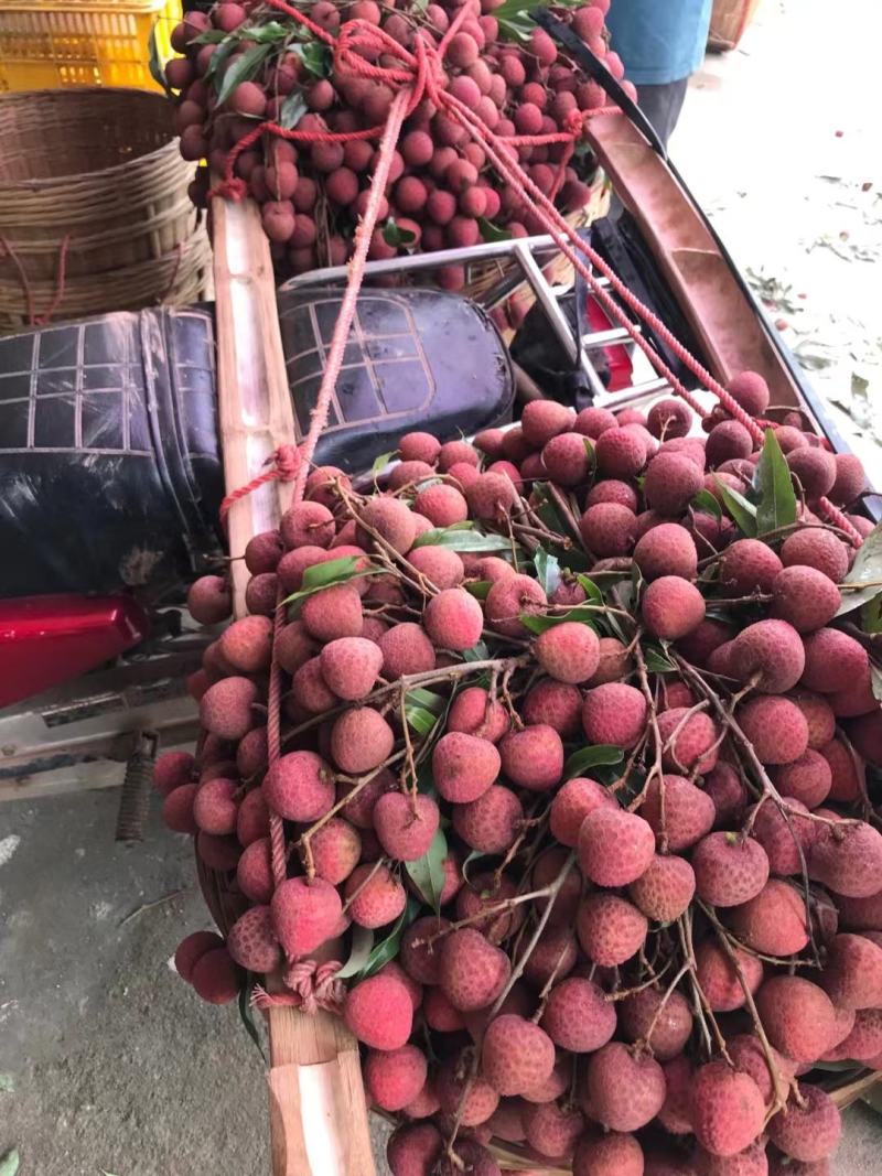 黑叶，水囊，桂味，糯米糍大量上市价钱便宜