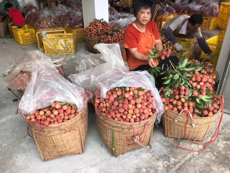 黑叶，水囊，桂味，糯米糍大量上市价钱便宜