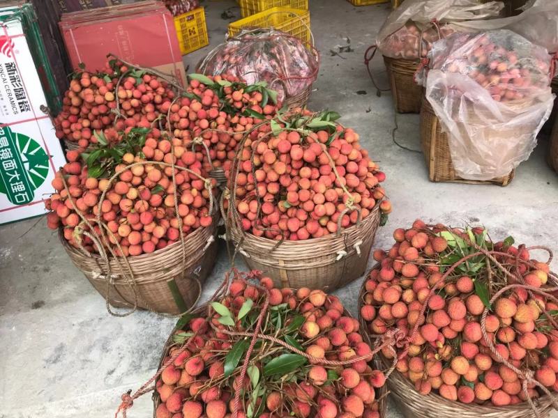 黑叶，水囊，桂味，糯米糍大量上市价钱便宜