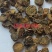 （热销）醋元胡片醋延胡索重在品质量多从优祥泰药材栈中