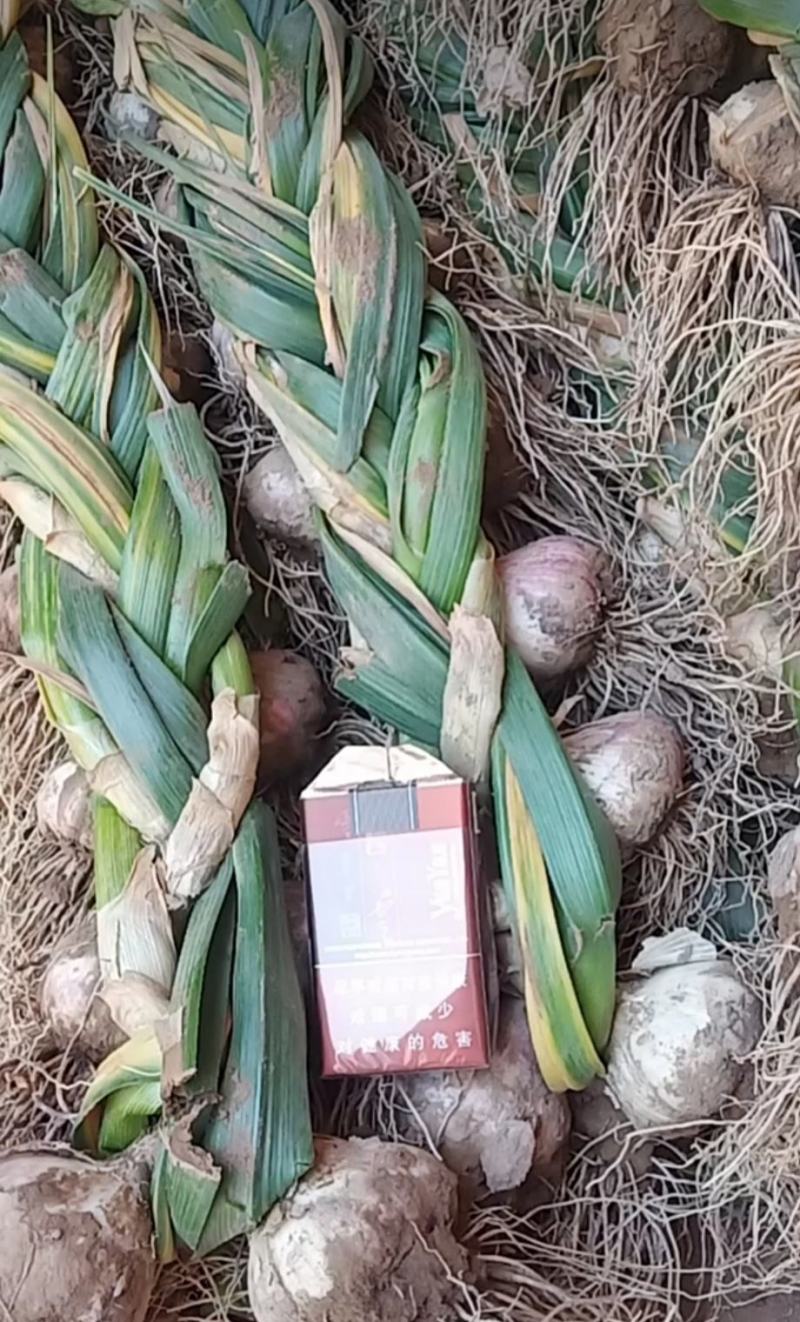 大蒜，本地种的紫皮，个大，味道浓烈