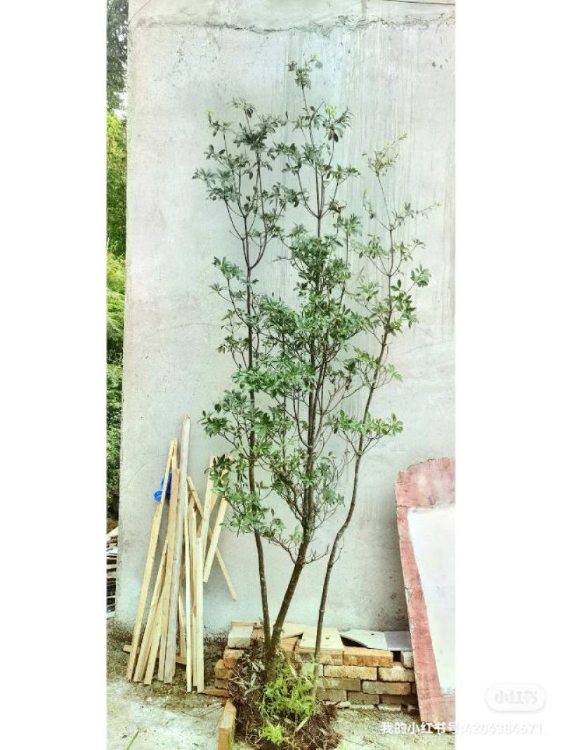 吊钟花