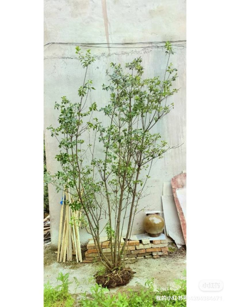 吊钟花