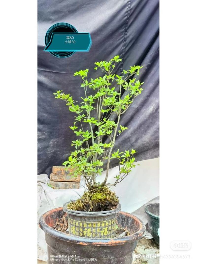 吊钟花