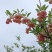 吊钟花