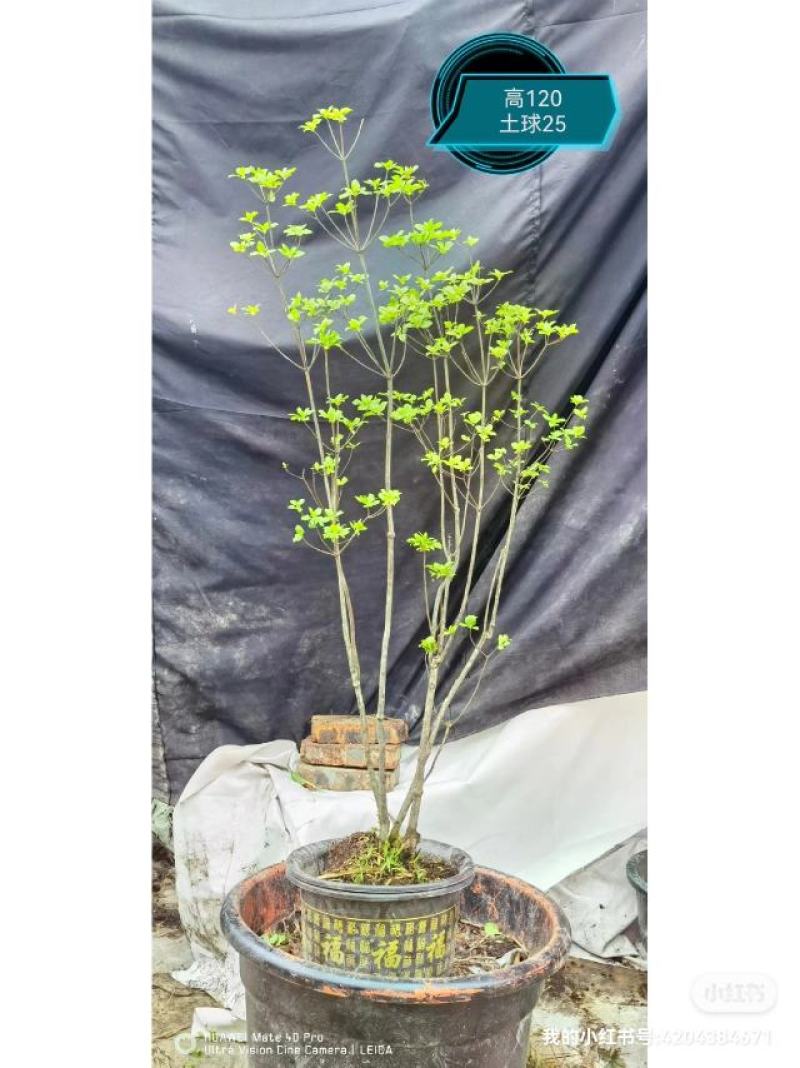 吊钟花