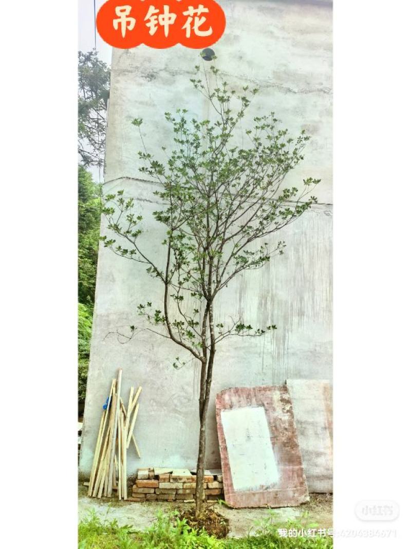 吊钟花