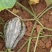 【香芋南瓜】一手货源！产地真供！欢迎定购！诚信代办！