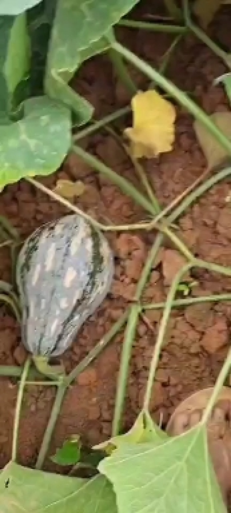 【香芋南瓜】一手货源！产地真供！欢迎定购！诚信代办！