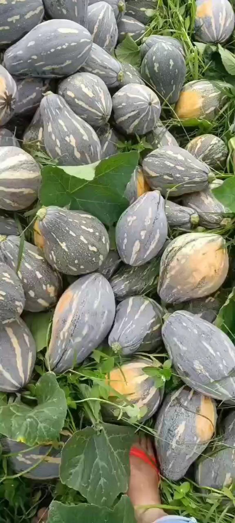 【香芋南瓜】一手货源！产地真供！欢迎定购！诚信代办！