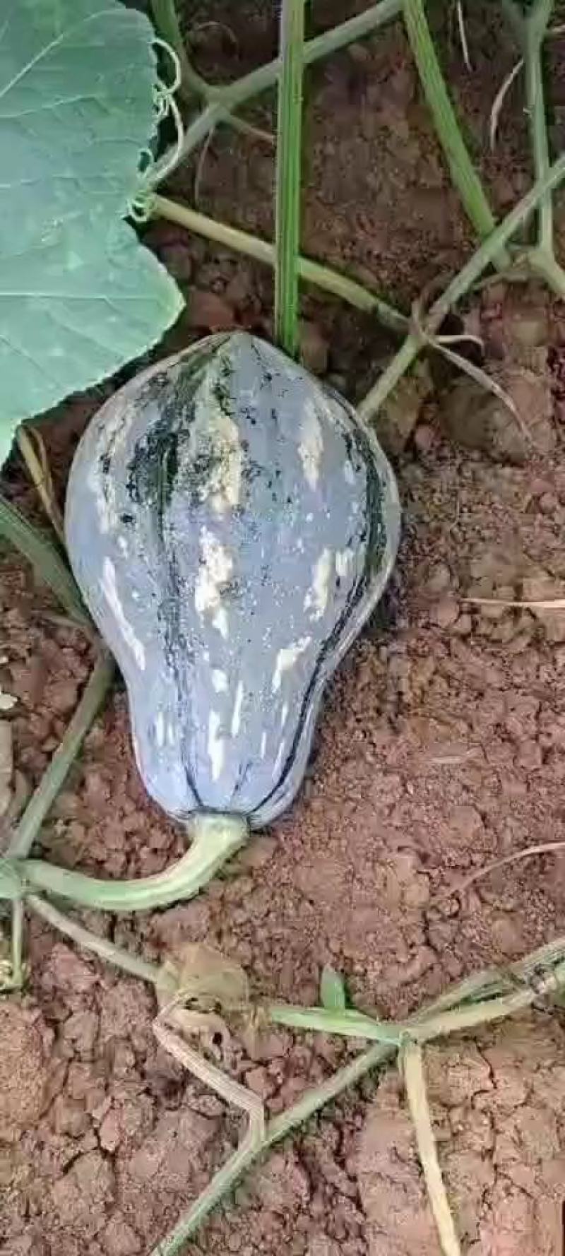【香芋南瓜】一手货源！产地真供！欢迎定购！诚信代办！