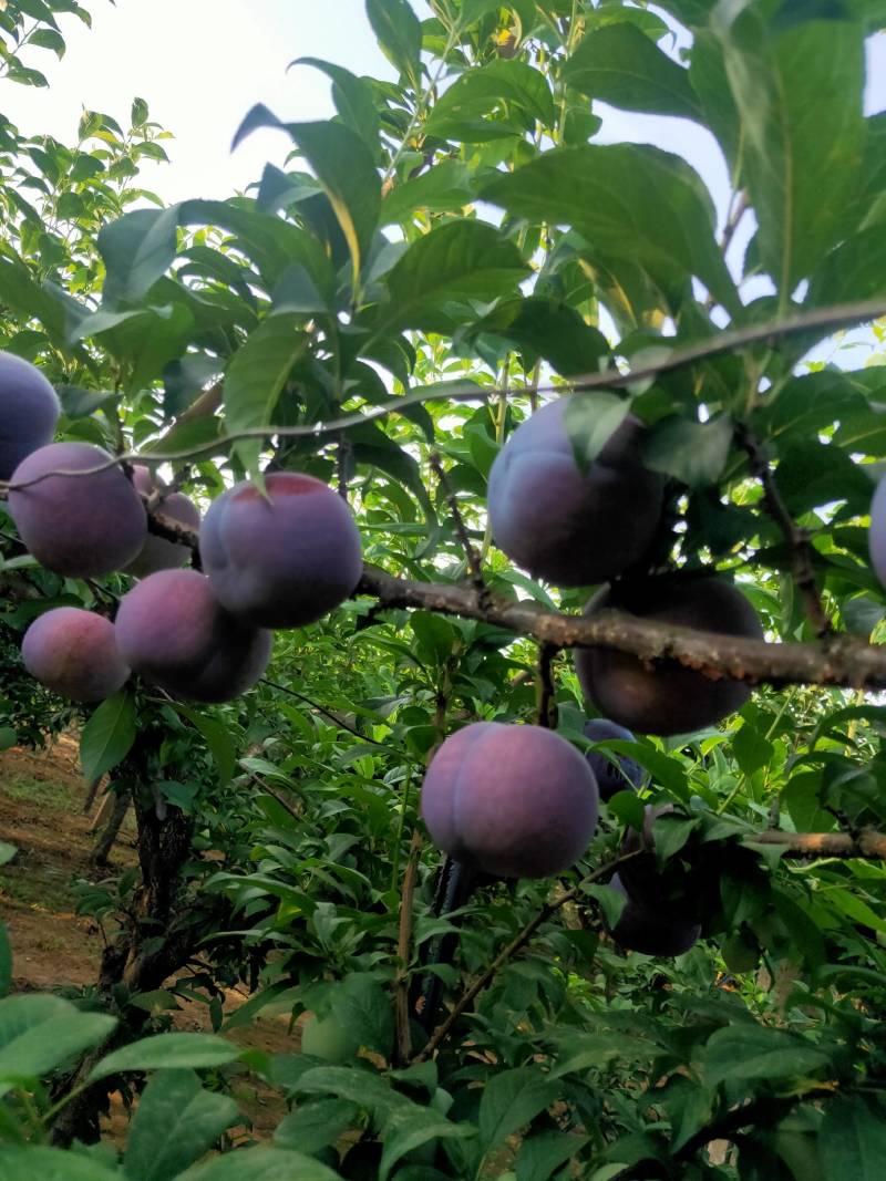 黑李系列，黑布林，黑宝石黑琥珀大量上市口感鲜脆甜可口
