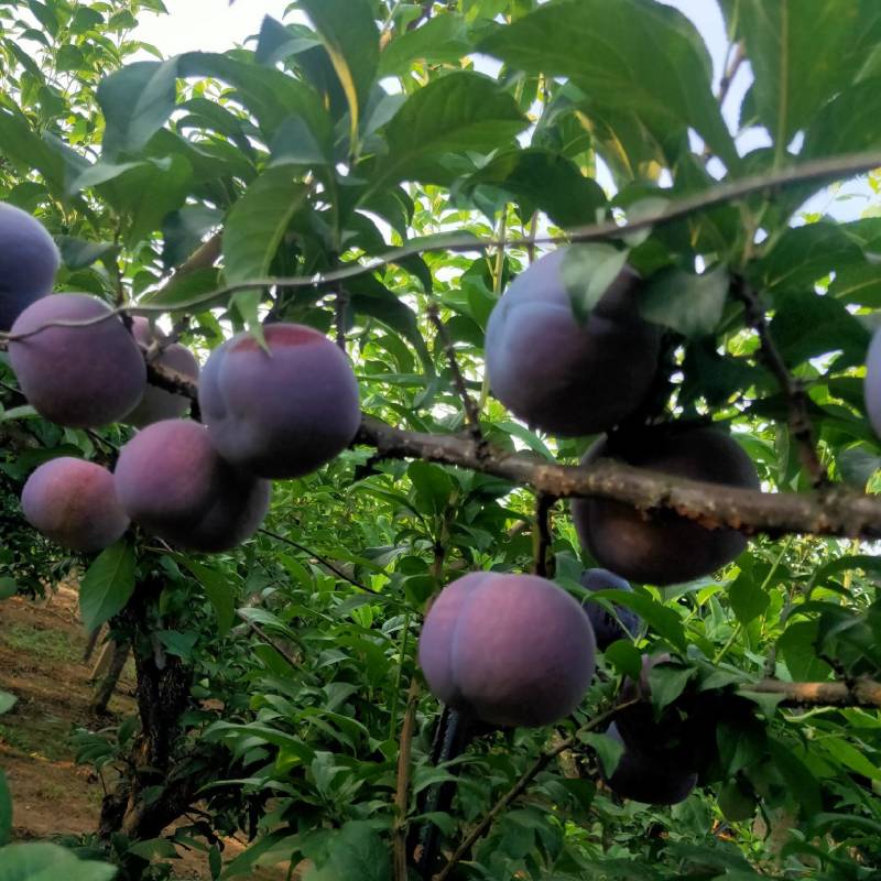 黑李系列，黑布林，黑宝石黑琥珀大量上市口感鲜脆甜可口