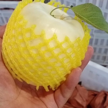 精品紙袋华硕白果