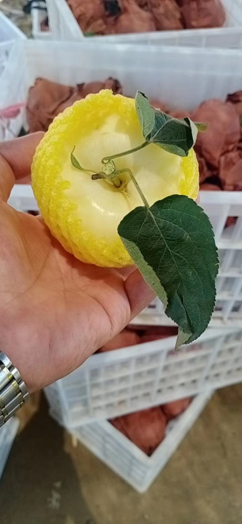 精品紙袋华硕白果