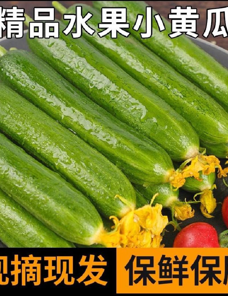 [优选]水果黄瓜黄瓜产地直供保质保量欢迎订购
