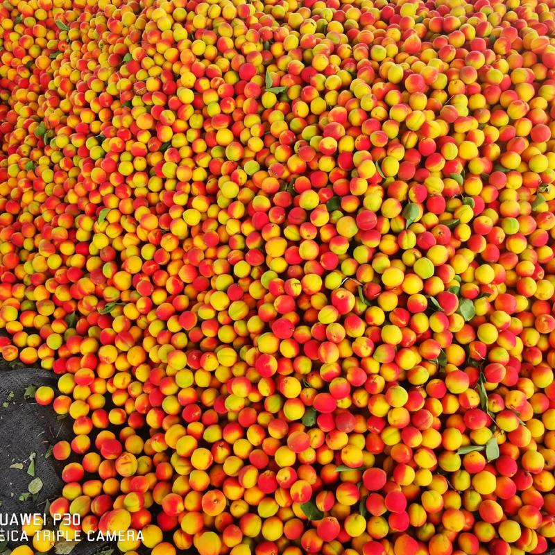 狼牙山串枝红杏胭脂红杏，适合批发市场、水果加工、商超电商
