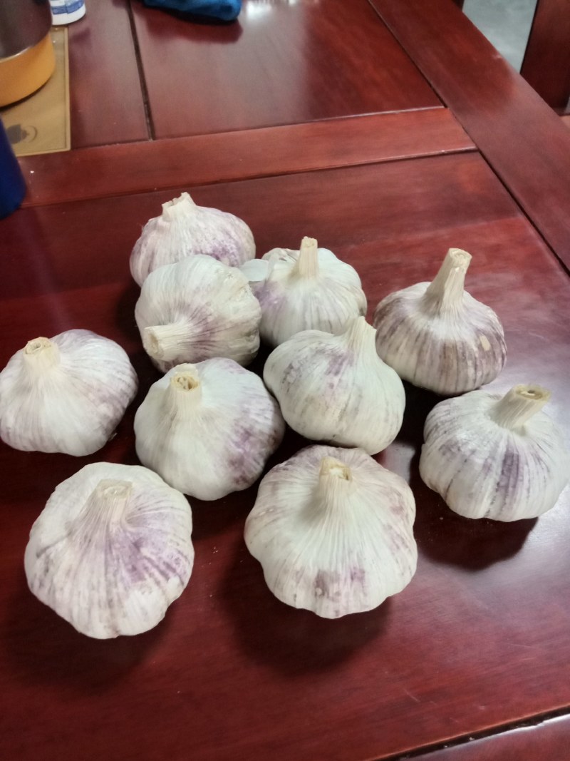 杞县优质大蒜一手货源