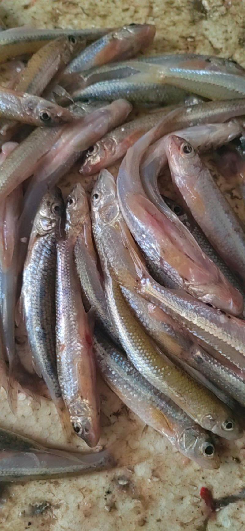 黑龙江船丁鱼，棍子鱼大量供应货源充足欢迎来电咨询优惠