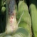 【商家精选】白糯玉米花玉米！水果玉米新鲜上市
