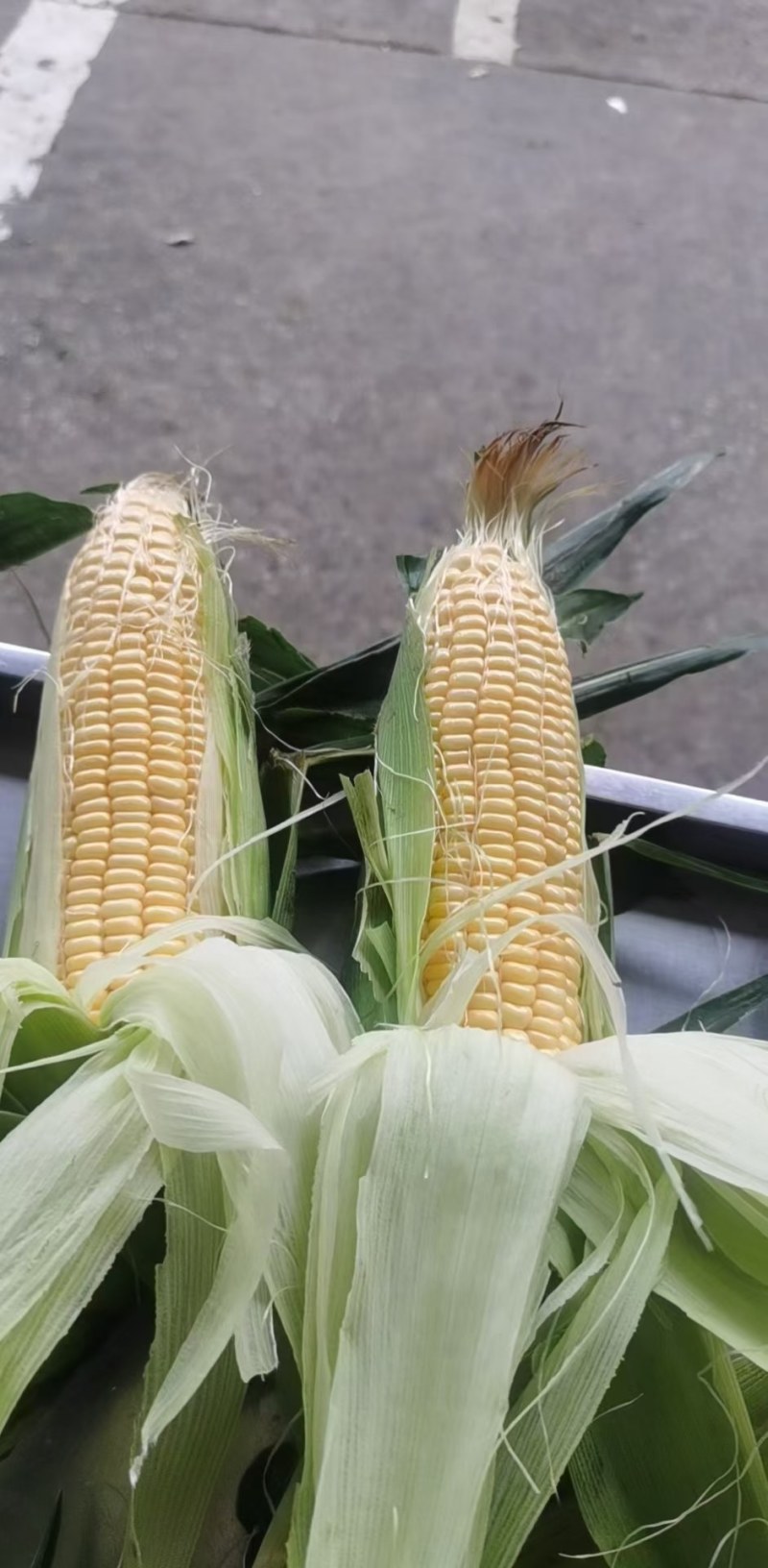 【商家精选】白糯玉米花玉米！水果玉米新鲜上市