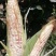 【商家精选】白糯玉米花玉米！水果玉米新鲜上市