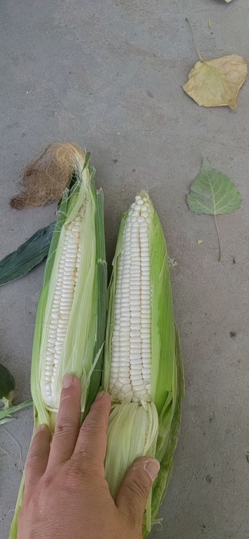【商家精选】白糯玉米花玉米！水果玉米新鲜上市