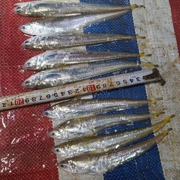 刀鱼