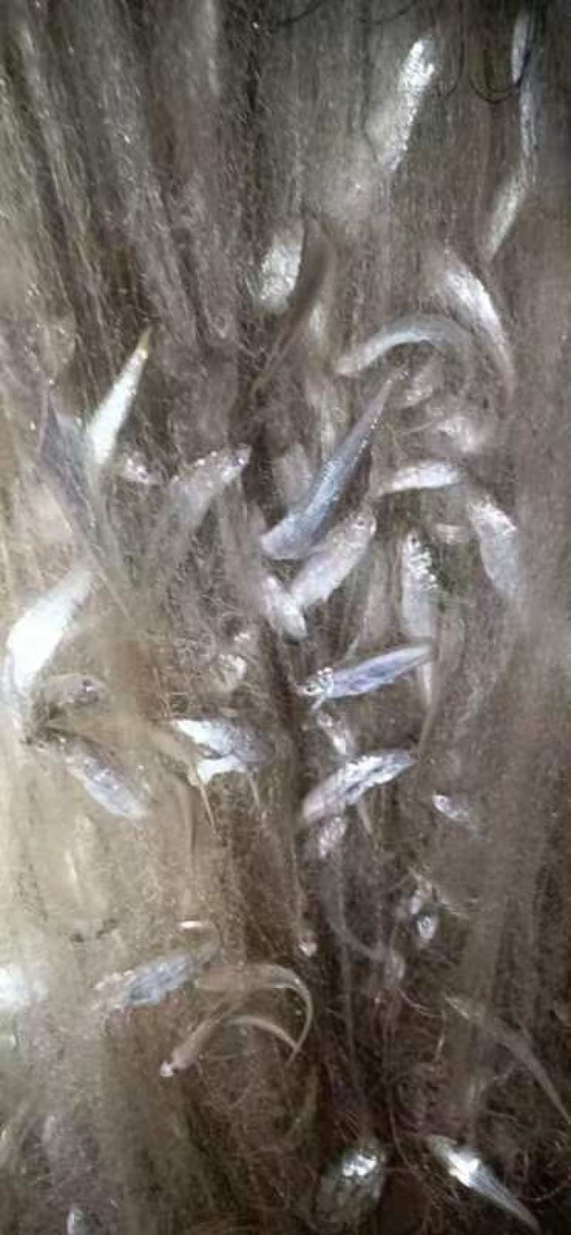 刀鱼