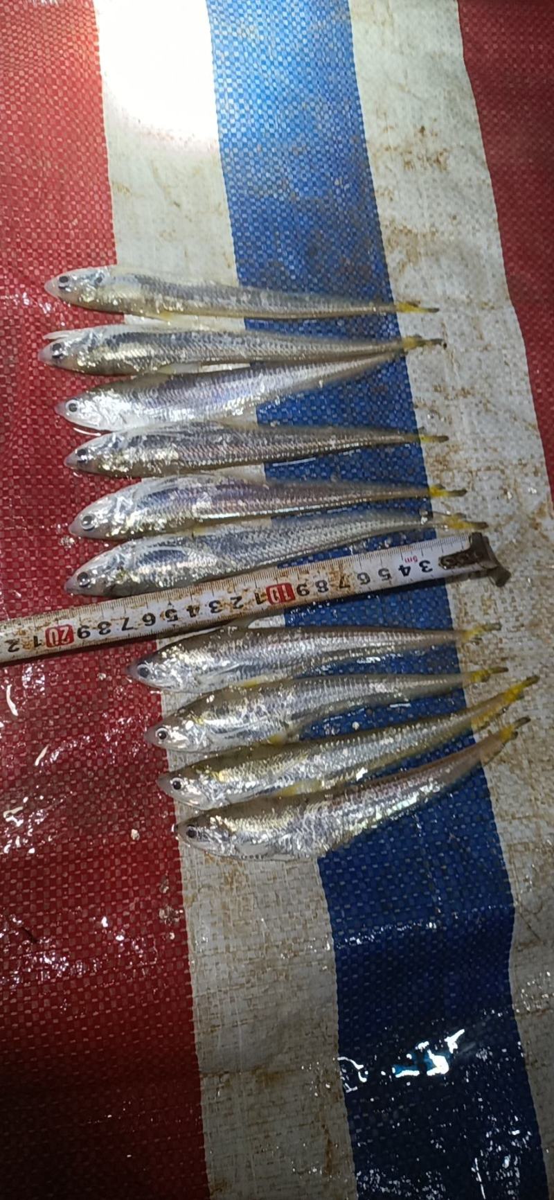 刀鱼