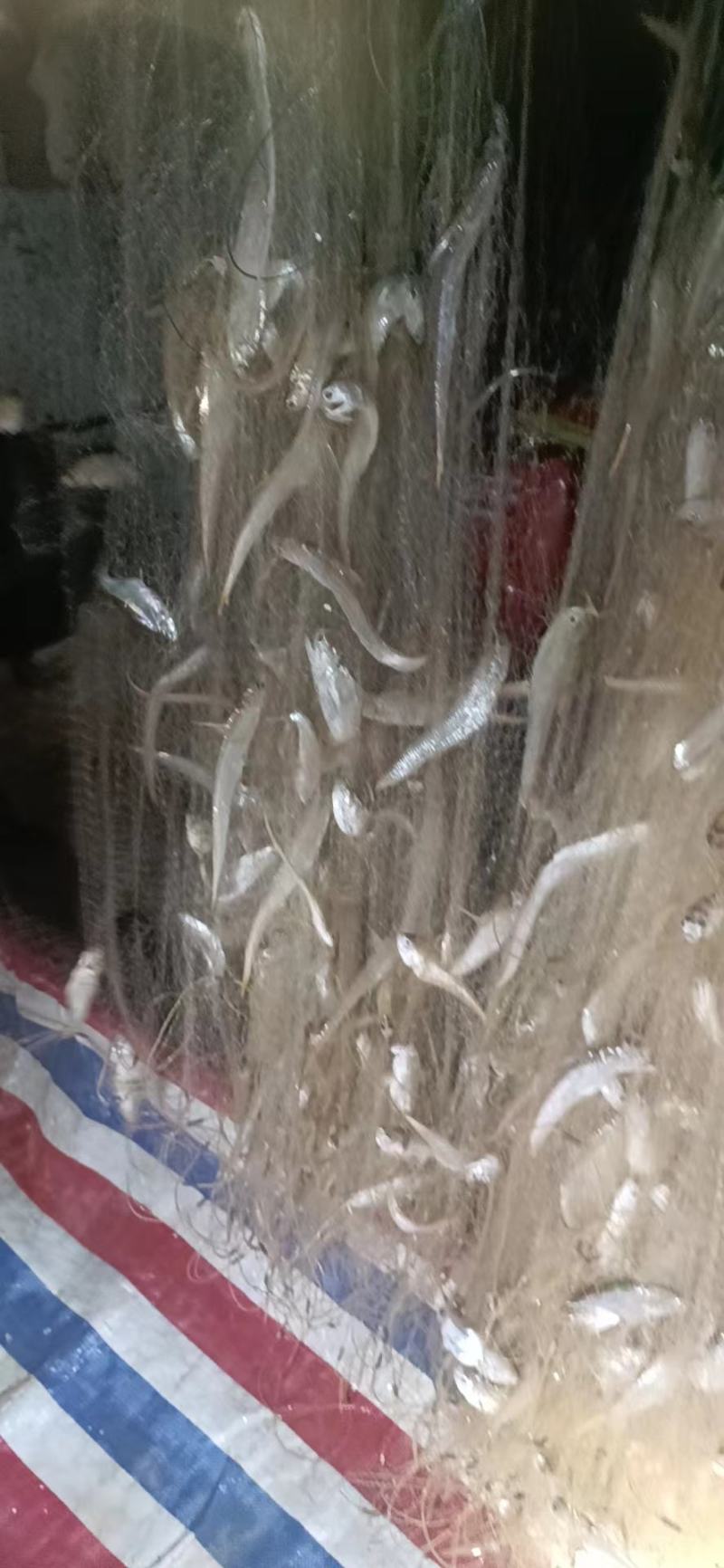刀鱼