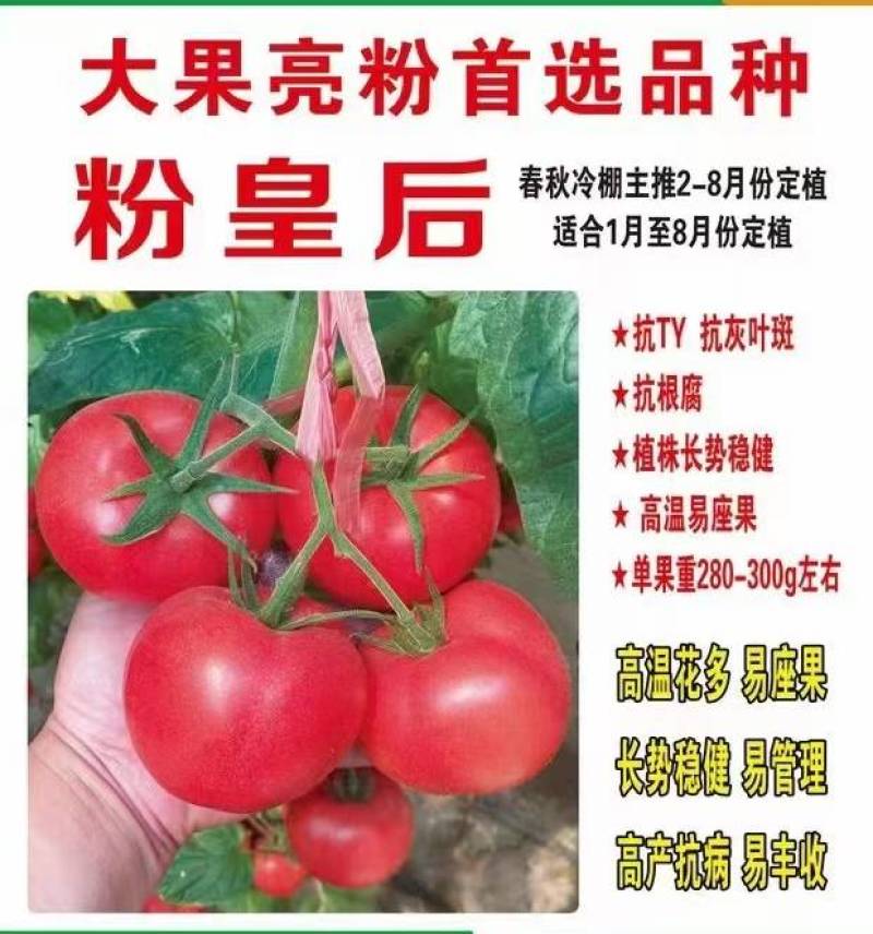 【全国发货】耐热秋延越冬早春粉果番茄抗病性强抗叶斑抗死棵种子