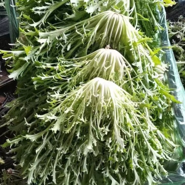 苦菊。新民苦菊，产地直营。自家棚子。保质保量