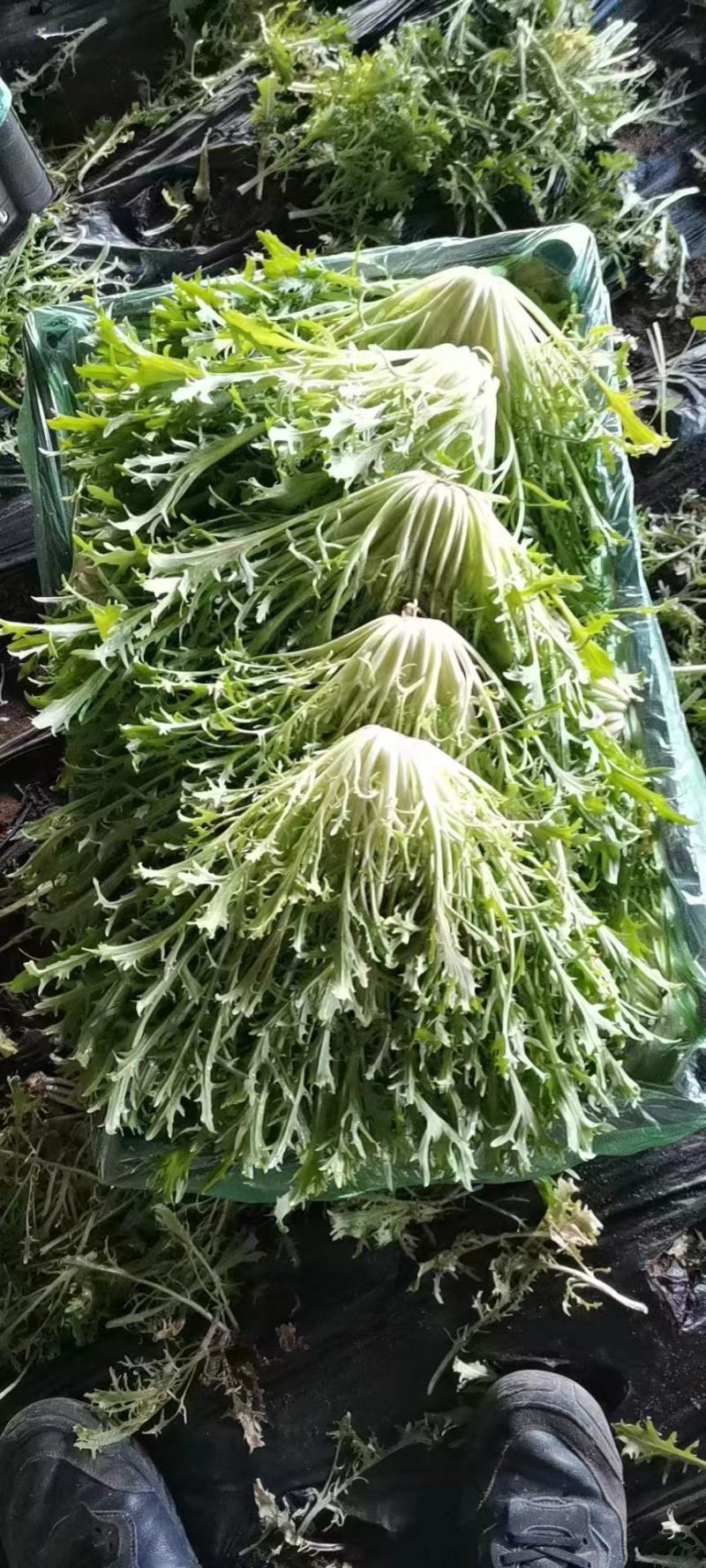苦菊。新民苦菊，产地直营。自家棚子。保质保量