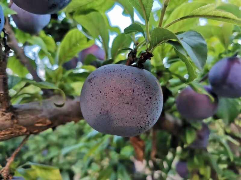 鲜果城堡黑布林李子大量上市承接各大平台